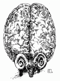 БМВ головного мозга
