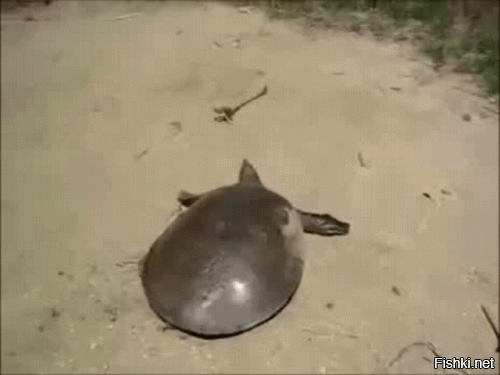 100 метров в час. А какая скорость у черепахи?