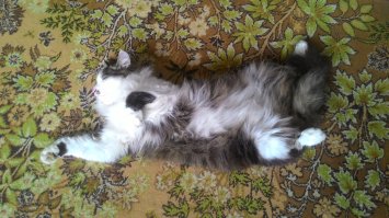 Пушистые котики - вне конкуренции!