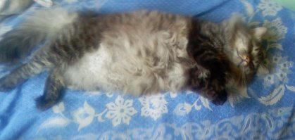 Пушистые котики - вне конкуренции!