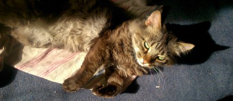 Пушистые котики - вне конкуренции!