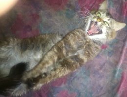 Пушистые котики - вне конкуренции!