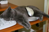 Кошки могут спать везде, где захотят!