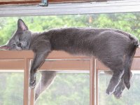 Кошки могут спать везде, где захотят!