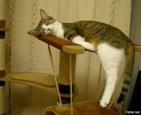 Кошки могут спать везде, где захотят!