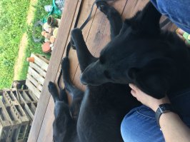 Наш потеряшка. Взяли взрослым, из приюта,третий год у нас живёт. Увидели случайно в интернете. До этого собак никогда не было. Весил 32 кг. Сейчас 45. Люююююбим. Вот как раз сегодня подумала, что если б со щенка воспитывала, то избаловала бы. 
Я пишу не для хвастовства, а просто чтобы знали, что и у нас такое есть. Сейчас пойду разбужу для погладить!!!!!