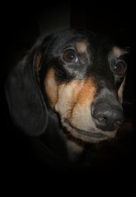 Да уж такса это стиль)