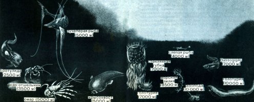 Птичка летает выше самолетов и насрать ей на холод в -50 и почти нулевое давление, так же как на дне Марианской впадины плавают рыбёхи при давлении 1100 Атмосфер Карл! Вот это истинные хозяева Земли!