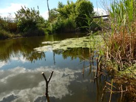 Фотоподборка за 14.06.2016