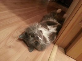 В доме котором живет кот - шерсть это приправа!