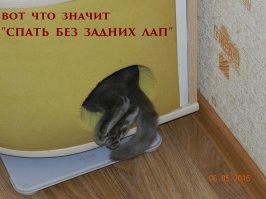 Кошки могут спать везде, где захотят!