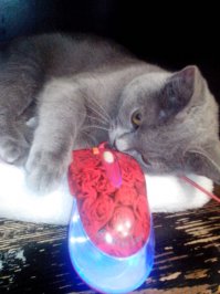 Кошки могут спать везде, где захотят!