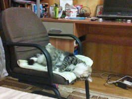 В любимом кресле