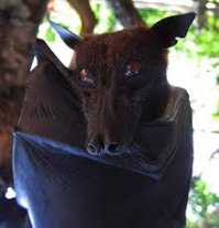 Крылан (летучая лисица или собака) .. проживает в Австралии