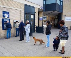 Лиса снимает деньги в банкомате