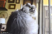 Пушистые котики - вне конкуренции!