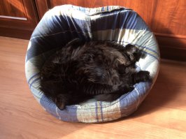 Мой котэ в своем любимом старом сраном домике :)