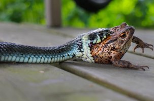 Картинка из соседнего поста. Какой-бы когнитивный диссонанс случился у этой австралийки увидев она такое! Интересно - и чтобы она делать стала?