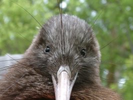 У птичек киви такие смешные усы :)