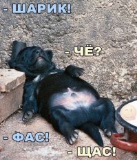 Доза умиления на 100%