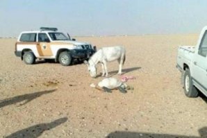 При попытке изнасилования,осел убил
арабского шейха!! Осел расстрелян.
Так что голландке ещё повезло..