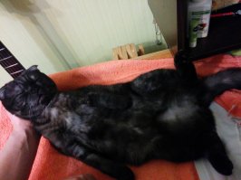 Кошки могут спать везде, где захотят!