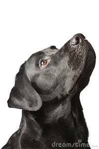 15 самых скандальных платьев знаменитостей с церемоний награждения