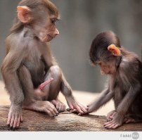 Скарлетт Йоханссон, Эмбер Роуз, Анна Семенович и ещё 7 звёзд с натуральной большой грудью