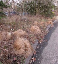 Стратегический запас волос Трампа