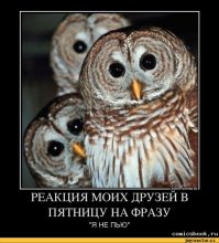 Филин  на приёме у ветеринара