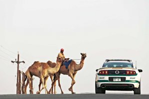 Это типа за ними гонятся? (сарказм)