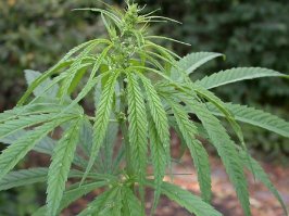 Да пожааааалуйста!.....