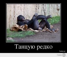 Безумные любители дискотек, которые не могут остановиться 