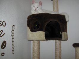 На фото два кота.