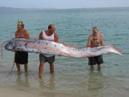 Еще  одно существо:
сельдяной король