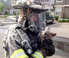 Котэ не впечатлён спасением.