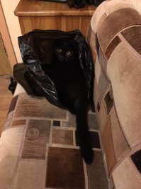 Эти милашки из мира животных замаскировались так, что их сложно разглядеть!