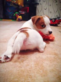 SOS! Щенкам нужна помощь!