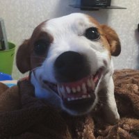 лыба)
