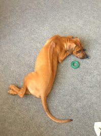 12 актеров из "Игры престолов" и их обожаемые питомцы