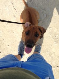 12 актеров из "Игры престолов" и их обожаемые питомцы