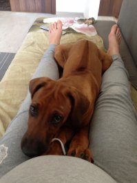 Родезийский Риджбэк, вот мой щен, 4 месяца, 21 кг