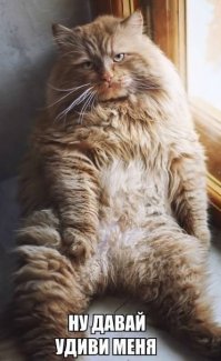 20 упитанных котов, которые плевать хотели на эти ваши диеты