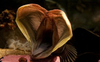 12. Neoclinus blanchardi - вот такие фото её лучше характеризуют