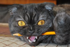 У Стивена Кинга был другой кот: