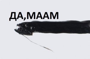 15 самых странных обитателей океана