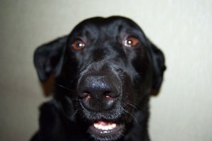 SOS! Щенкам нужна помощь!