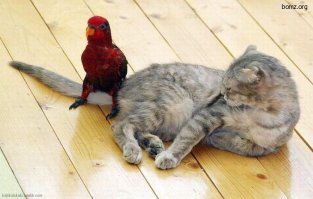 Правдивые факты о пляжных попугаях и их фотографах