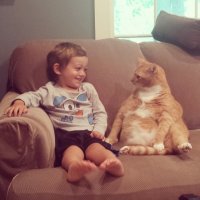 20 упитанных котов, которые плевать хотели на эти ваши диеты