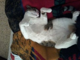 Толстеют животные из-за неправильного питания,а не стерилизации. Вот пример стерилизованного в 7 месяцев кота,ему сейчас три года.